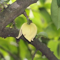 Annona muricata L.